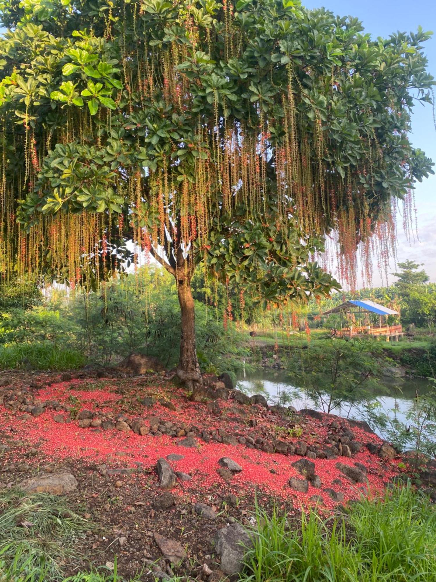Homestay Tay Xa Trang Bom ภายนอก รูปภาพ